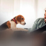 Cachorro para apartamento: dicas de qualidade de vida para o pet!