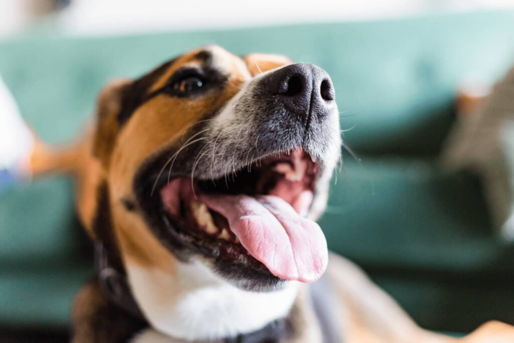 Vira-lata, exemplo de cachorro para apartamento olhando feliz para o seu tutor.