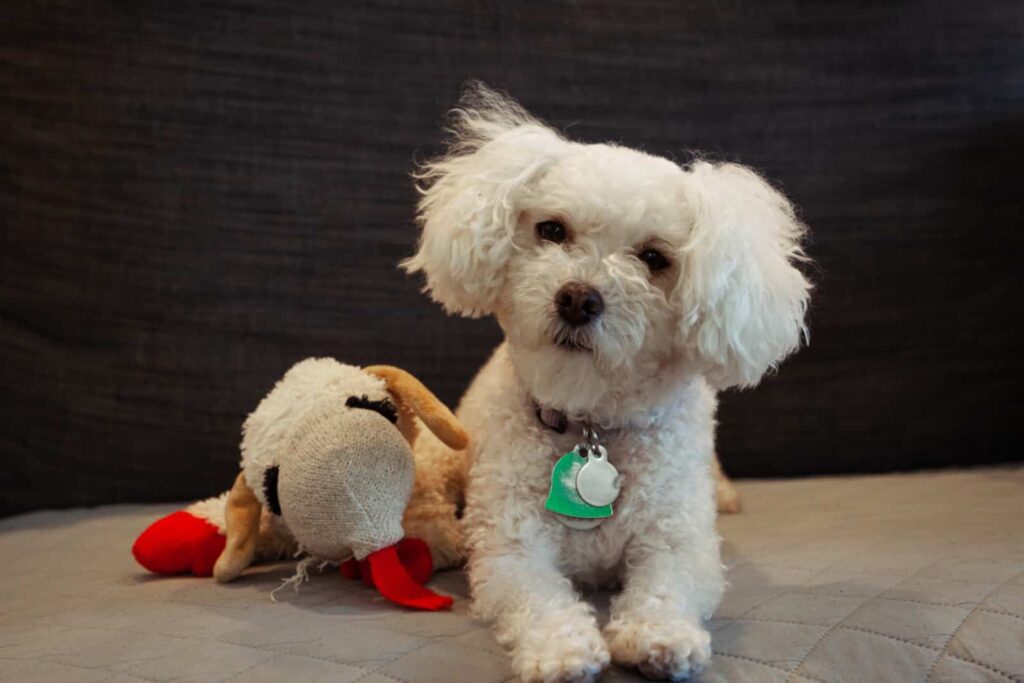 Maltês, um exemplo de cachorro para apartamento, ao lado do seu boneco de pelúcia