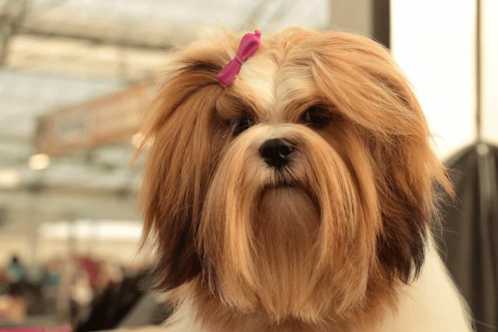 Lhasa Apso, exemplo de cachorro para apartamento em um espaço de banho e tosa