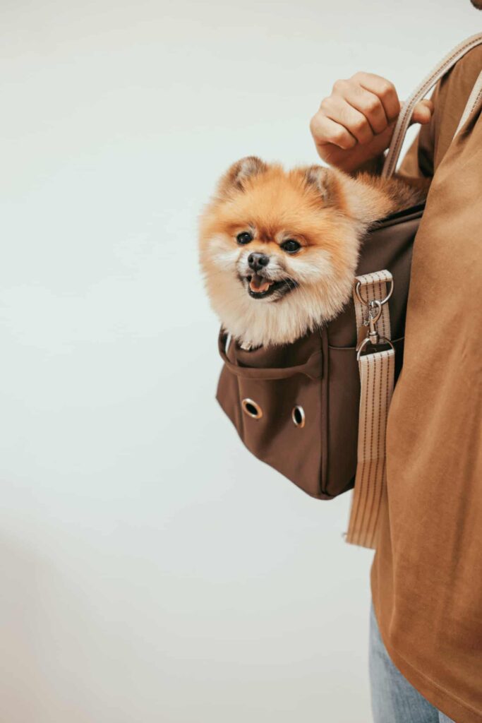 Spitz Alemão, exemplo de cachorro para apartamento na bolsa de sua tutora