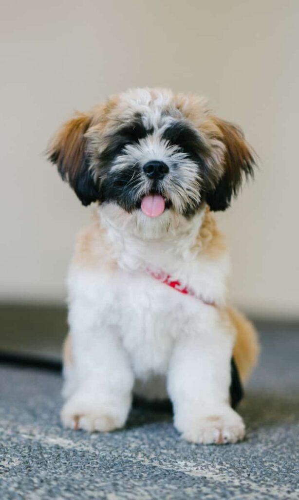 Shih-Tzu, um cachorro para apartamento sentado no carpete.