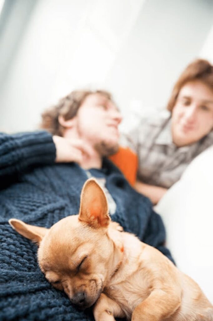 Chihuahua, exemplo de cachorro para apartamento no colo de seu tutor