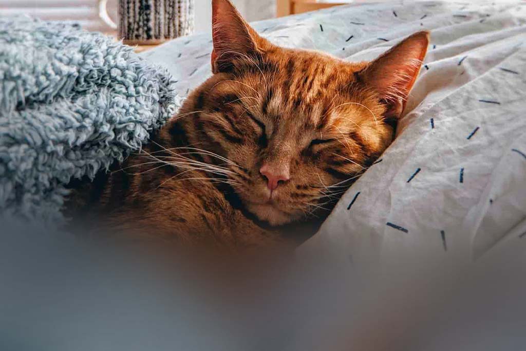 Um gato está dormindo na cama de seu tutor