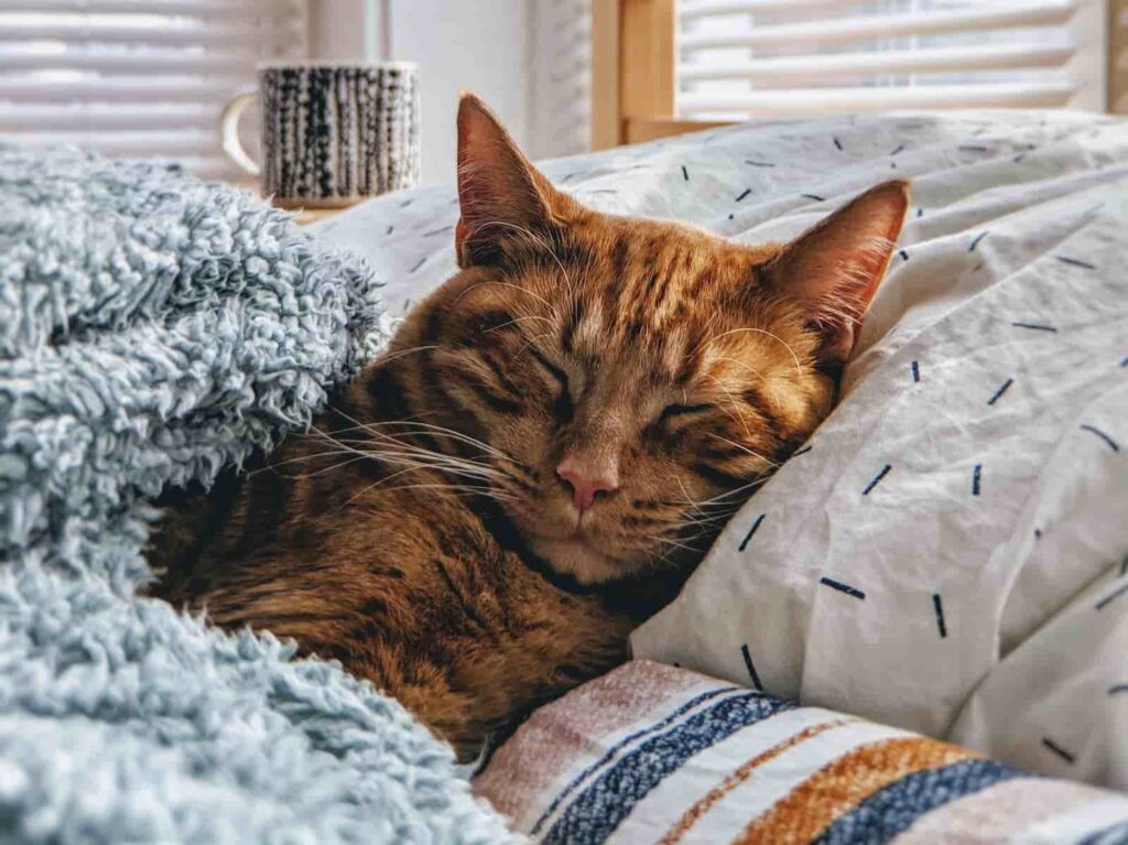 gatos em apartamento gostam de dormir no conforto de uma caminha, como o gatinho da imagem.