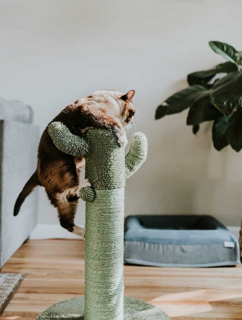 Gatos em apartamento precisam de arranhadores para brincar, como faz o gatinho da foto.