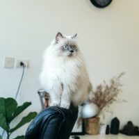 Um gato persa está sentado em cima de uma poltrona.