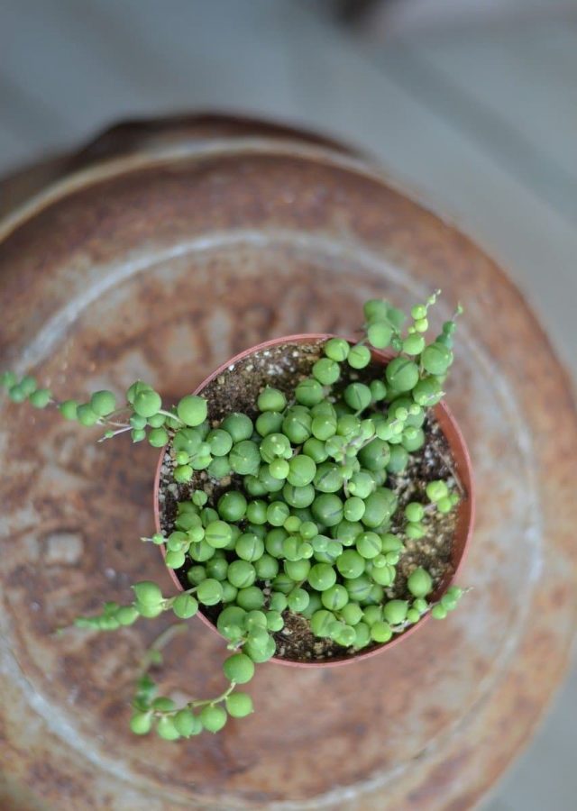Na imagem temos um vaso com um exemplar de colar-de-pérolas, planta indicada para jardins verticais.