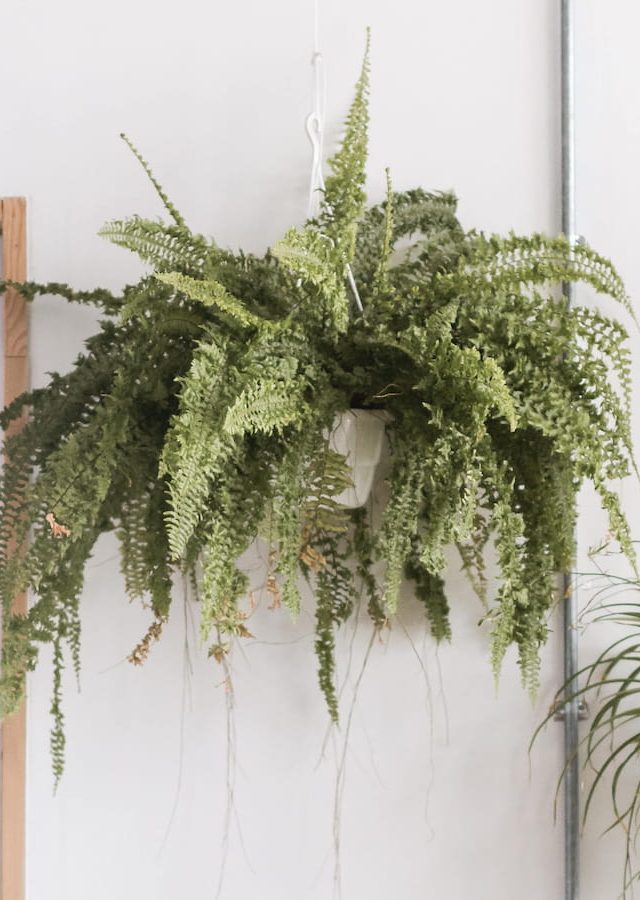 Na imagem temos um vaso de samambaia suspenso na parede, uma planta muito popular para jardins verticais.