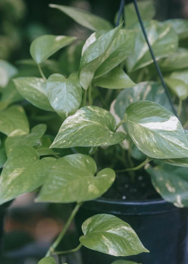 Na imagem, temos um vaso de Jiboia, uma ótima espécie de planta para um jardim vertical para apartamento.