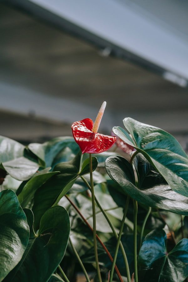 Antúrio (Anthurium)